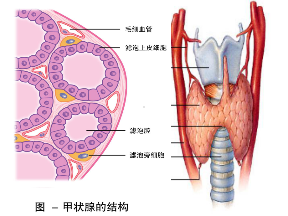 药理学甲状腺激素抗甲状腺药课件.ppt_第3页