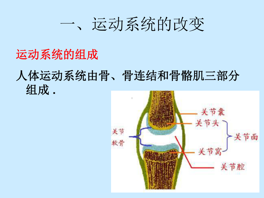 第十一章运动系统疾病老人的护理详解课件.ppt_第3页