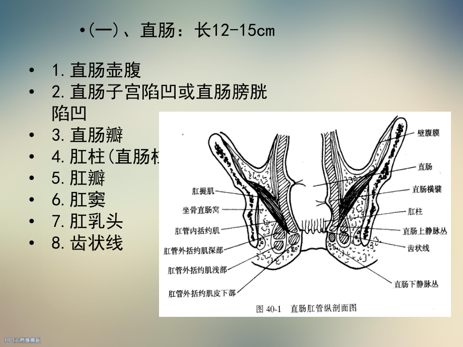 直肠肛管讲稿课件.ppt_第3页