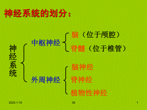 解剖生理—神经系统课件整理.ppt