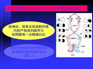 脑血管解剖图课件整理.ppt