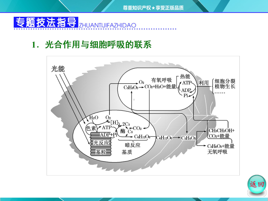 第1部分第5章小专题大智慧光合作用与细胞呼吸课件.ppt_第3页