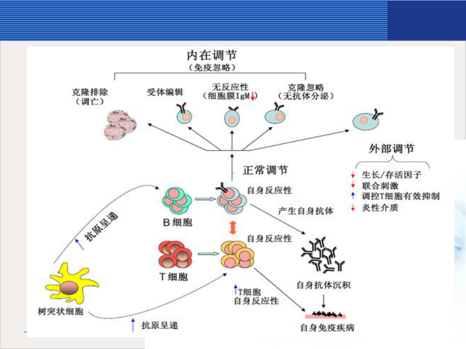 结缔组织病相关性肺病课件1.pptx_第3页