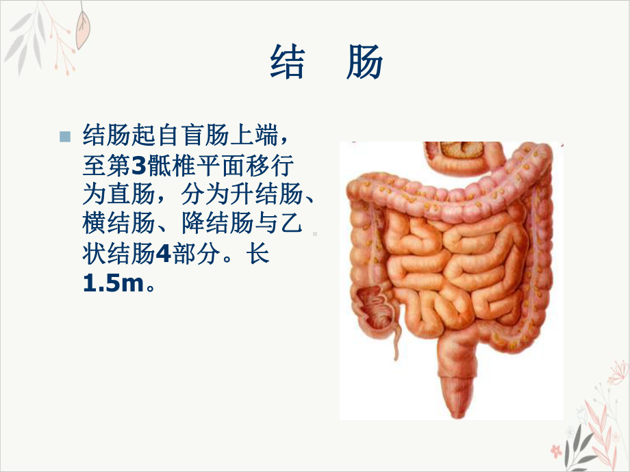 结肠癌患者的围手术期护理课件.pptx_第3页