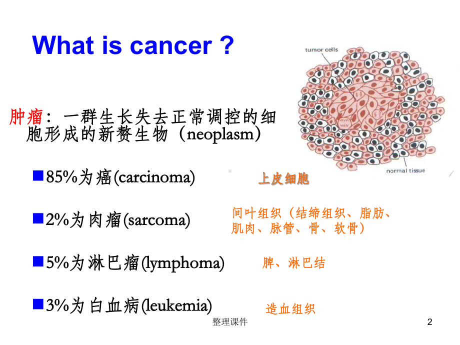 肿瘤细胞遗传学课件.ppt_第2页