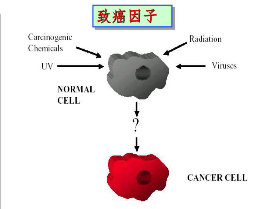 肿瘤细胞遗传学课件.ppt_第3页