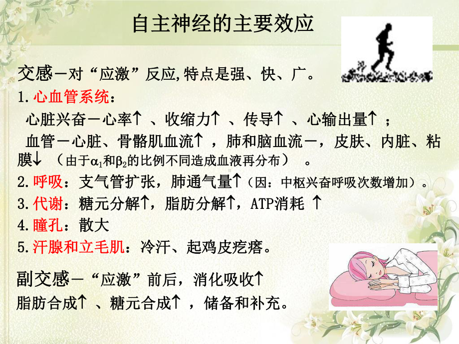 第章自主神经系统药理学概论讲课教案课件.ppt_第3页