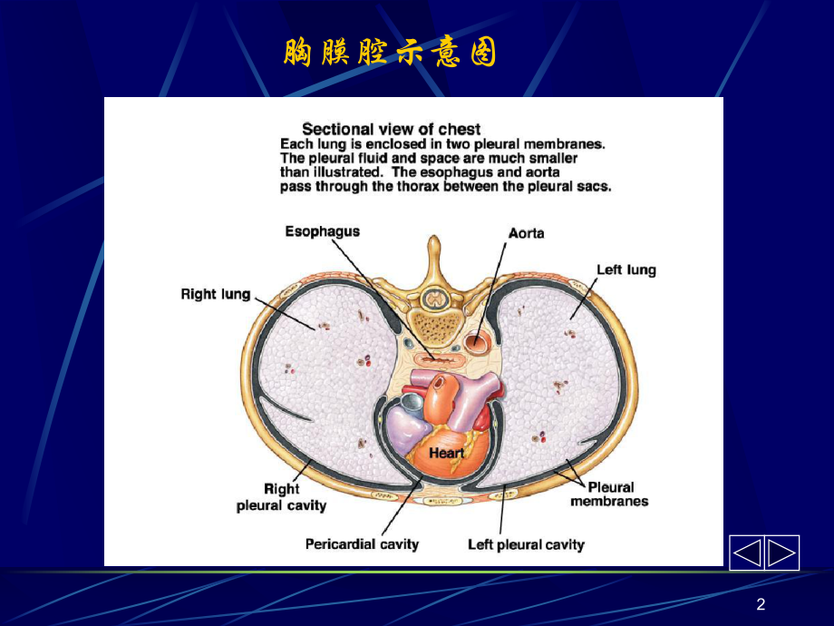 胸腔积液-2课件.ppt_第2页