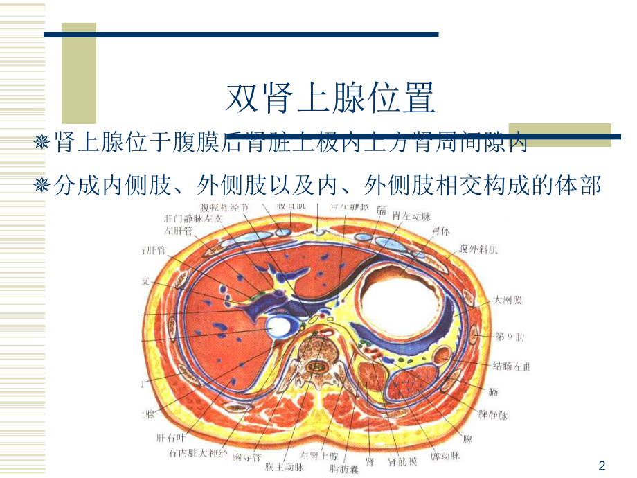 肾上腺皮质腺瘤CT表现课件.ppt_第2页