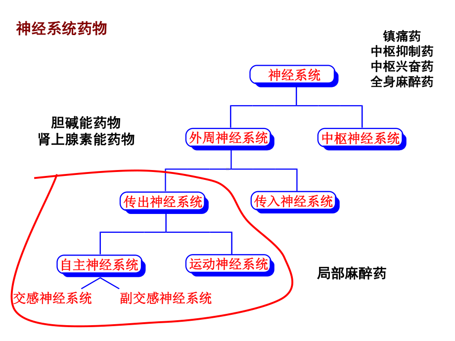 胃肠道和血液中均易被水解或胆碱酯酶催化水解课件.ppt_第2页