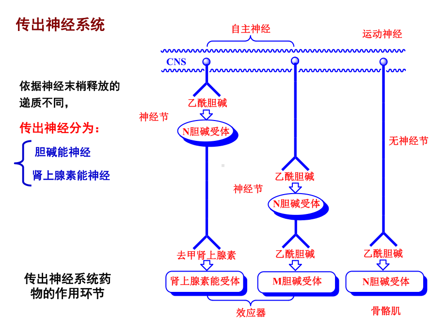 胃肠道和血液中均易被水解或胆碱酯酶催化水解课件.ppt_第3页