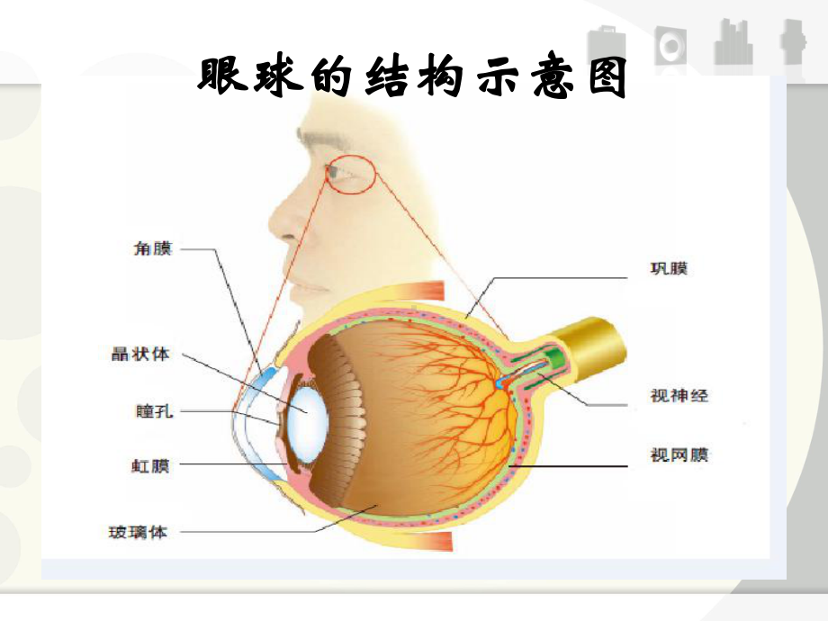 视觉形成-近视原因探究课件.ppt_第2页