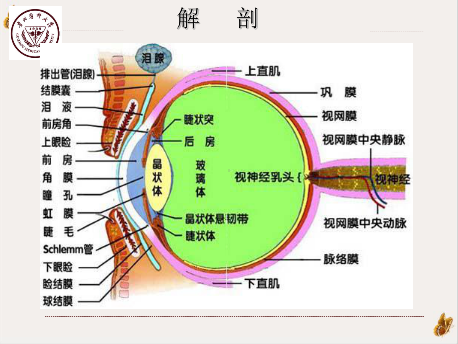 视网膜神经母细胞瘤教学课件.ppt_第2页