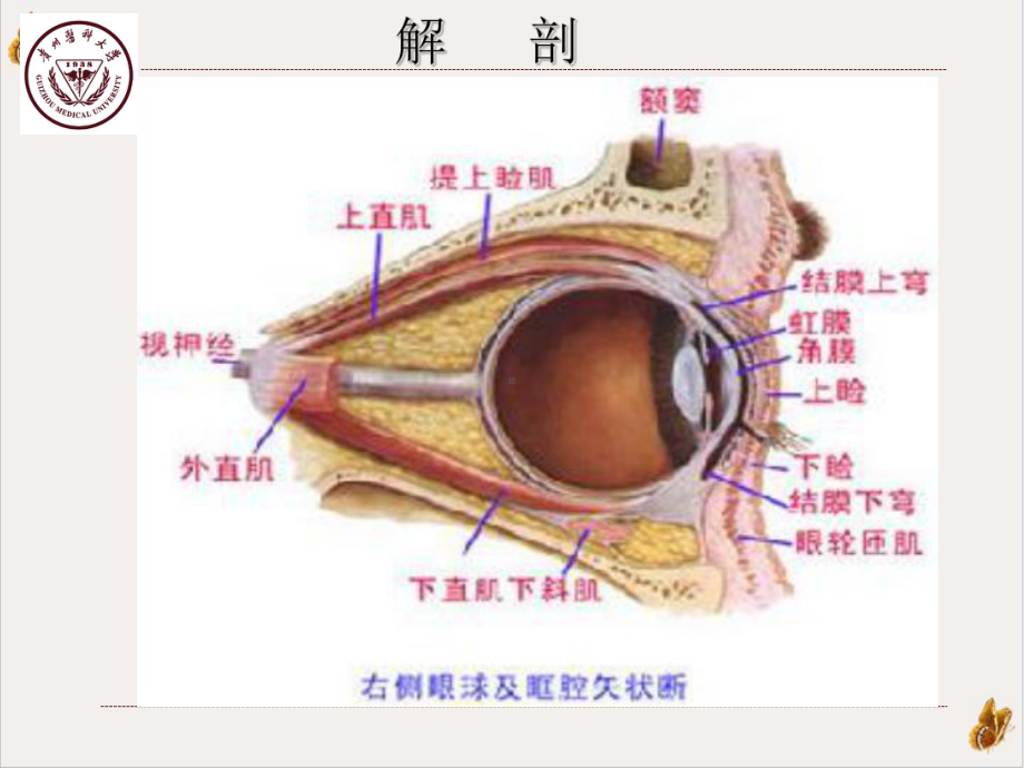 视网膜神经母细胞瘤教学课件.ppt_第3页