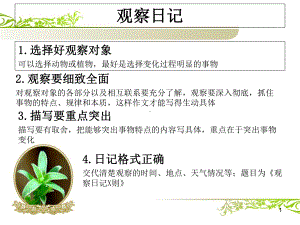 绿豆芽观察日记(课堂)课件.ppt