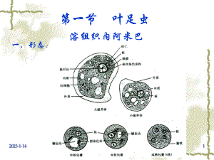 第三十四章医学原虫(同名74)课件.ppt