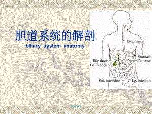 胆道解剖课件.ppt