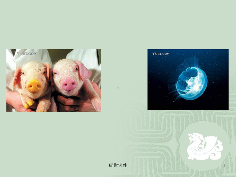 苏教版高中生物染色体变异及其应用课件.ppt_第1页