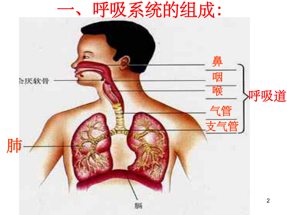 第三章人体的呼吸复习课件整理.ppt_第2页