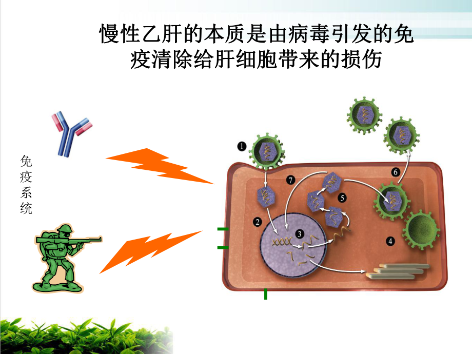 认识乙肝的本质深入了解干扰素培训课件.ppt_第3页