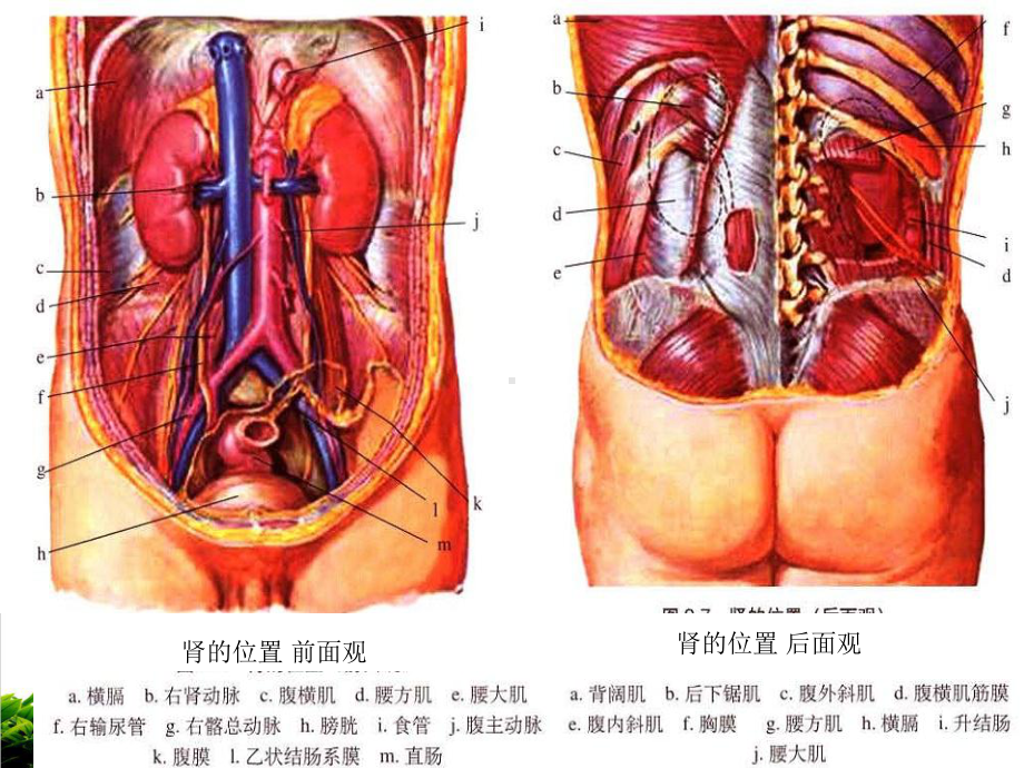 肾性水肿课件(同名192).ppt_第3页