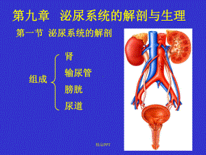 第九章-泌尿系统解剖与生理课件.ppt