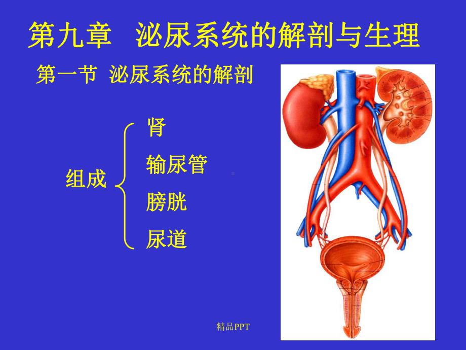 第九章-泌尿系统解剖与生理课件.ppt_第1页