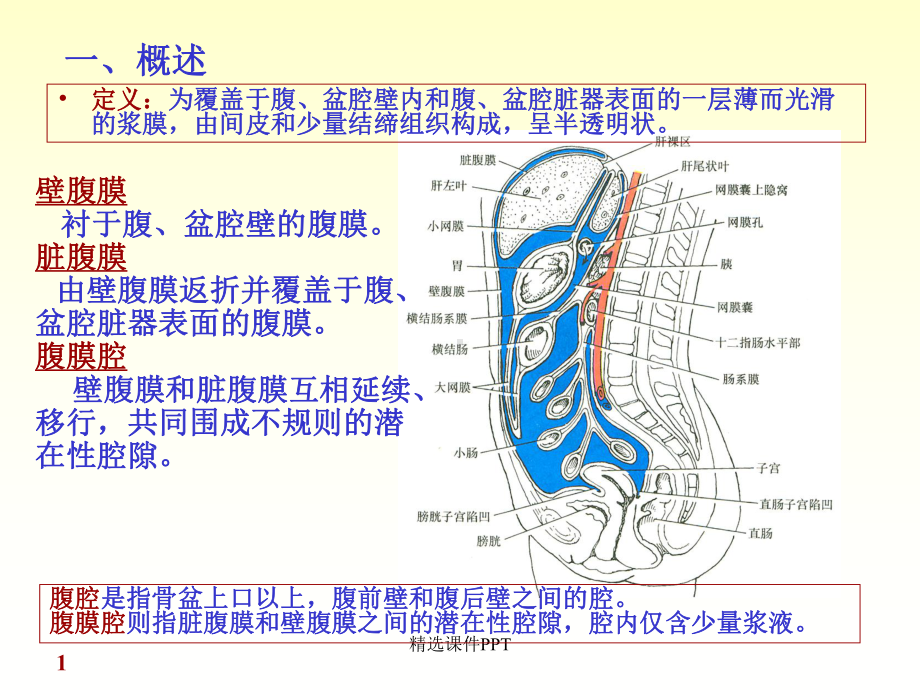 腹膜解剖课件.ppt_第1页