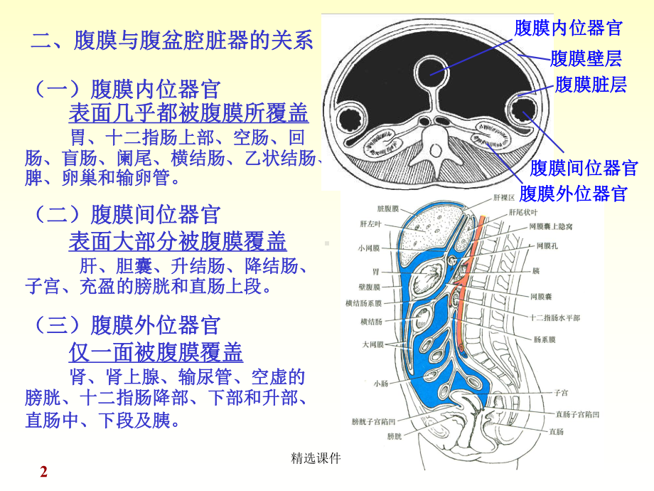 腹膜解剖课件.ppt_第2页