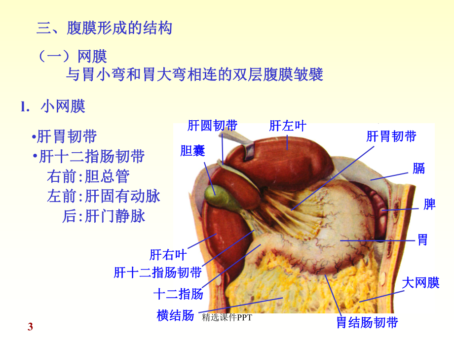 腹膜解剖课件.ppt_第3页