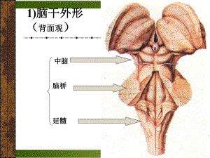 神经系统—脑干课件.pptx