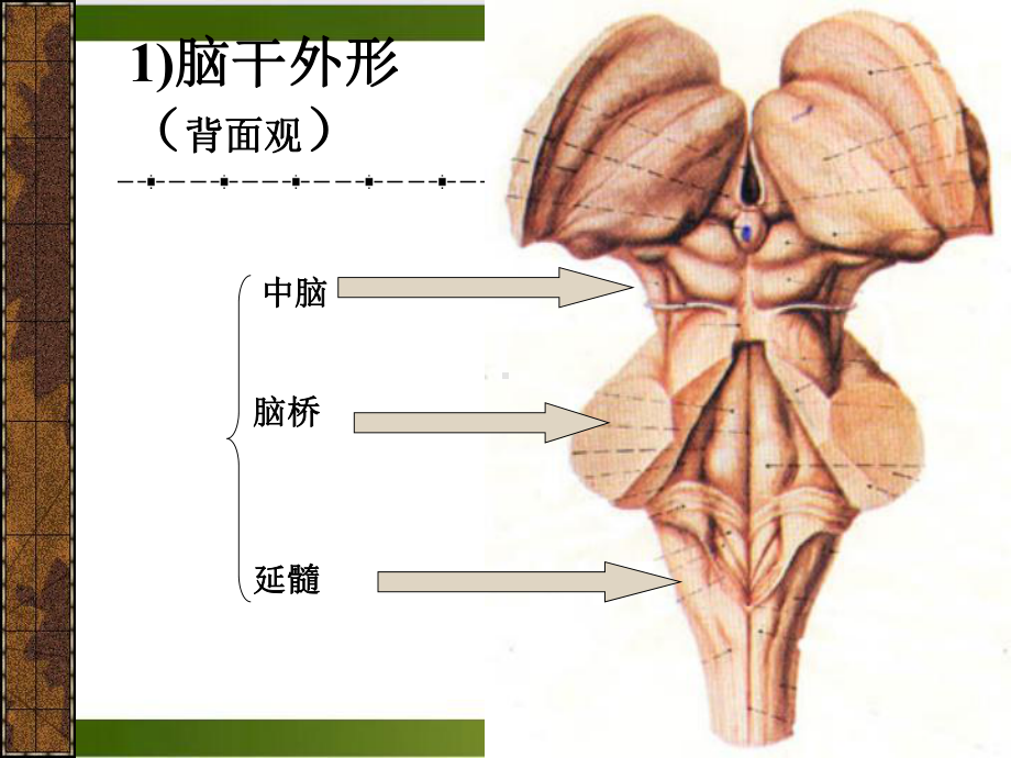 神经系统—脑干课件.pptx_第1页