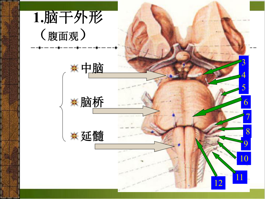 神经系统—脑干课件.pptx_第2页