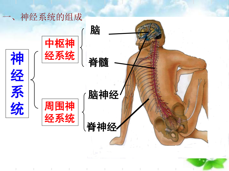 神经系统的调节课件(自制)11.ppt_第2页