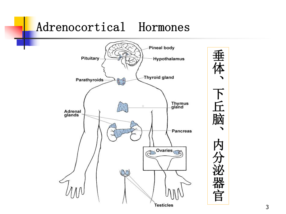 肾上腺皮质激素类药物资料课件.ppt_第3页