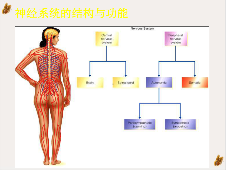 神经系统药理概论课件.pptx_第1页