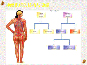 神经系统药理概论课件.pptx