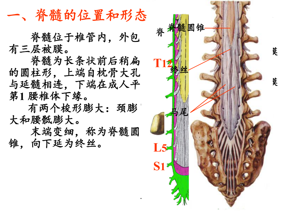 神经系统脊髓课件(同名814).ppt_第1页