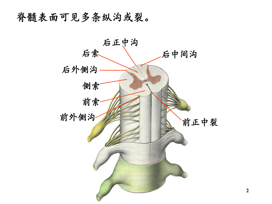 神经系统脊髓课件(同名814).ppt_第2页