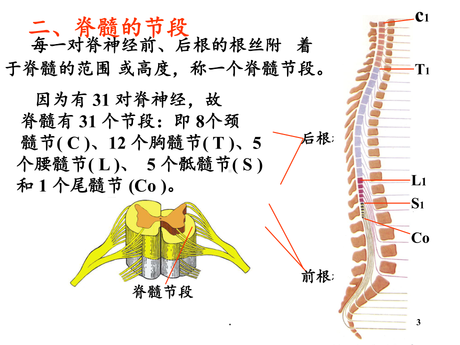 神经系统脊髓课件(同名814).ppt_第3页