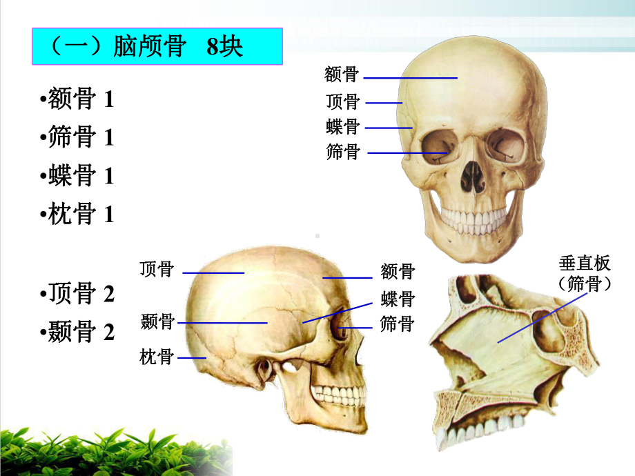 解剖学运动系统颅骨及其连结临床专业课件.ppt_第3页