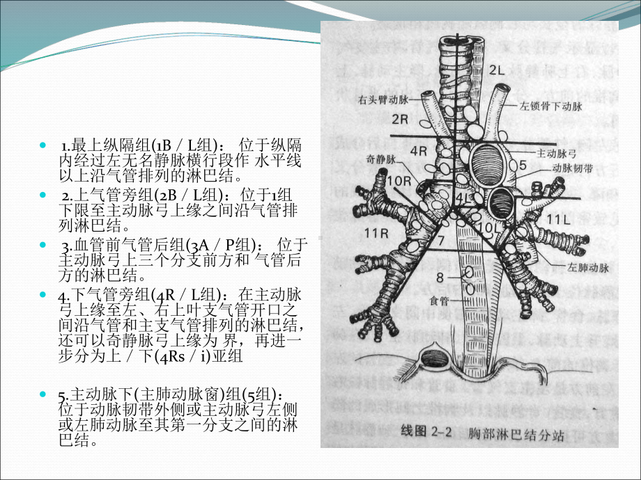 胸部淋巴结分区及临床应用课件.ppt_第3页