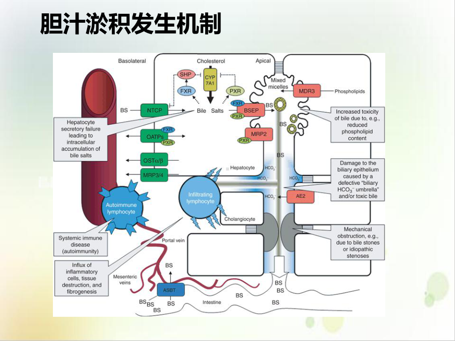 肝内胆汁淤积的诊断步骤与治疗要点精选课件.ppt_第3页