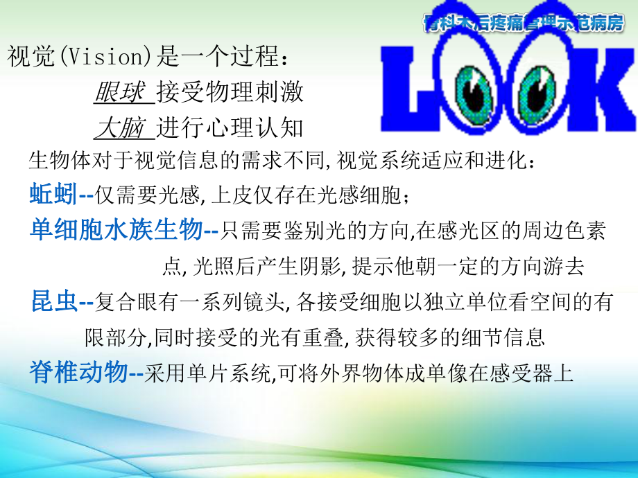 眼科学-眼的解剖与生理课件.ppt_第2页