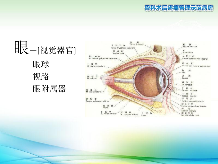 眼科学-眼的解剖与生理课件.ppt_第3页