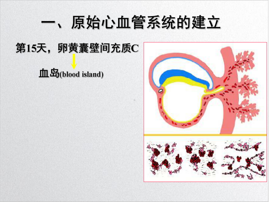 第二十五章心血管系统的发生优质课件.ppt_第3页