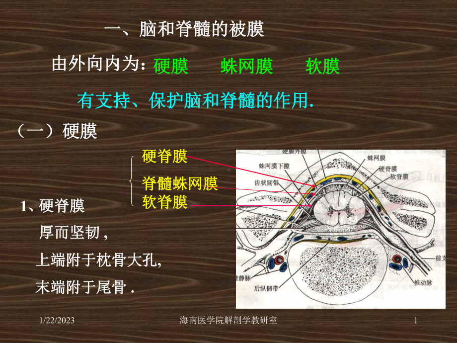 系统解剖概要脑脊髓被膜课件.ppt_第1页