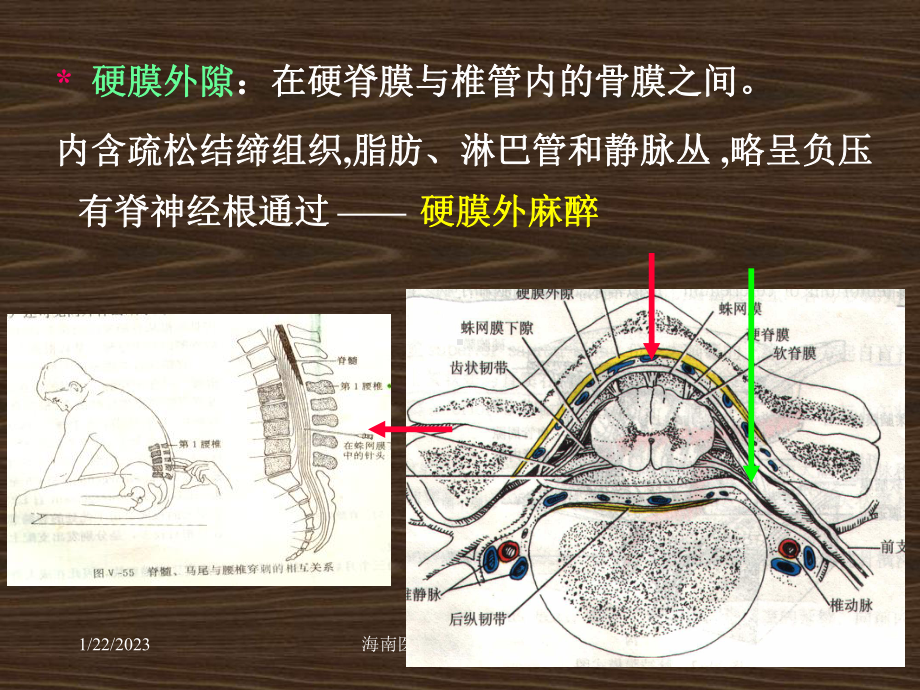 系统解剖概要脑脊髓被膜课件.ppt_第2页