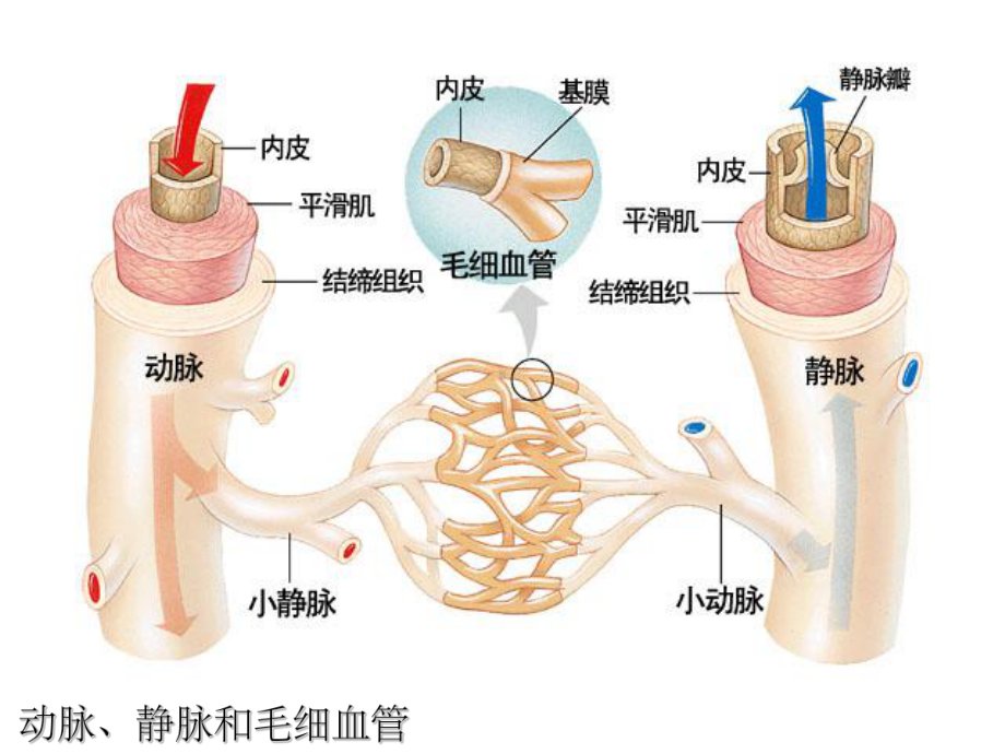 血管结构与组成组图课件整理.ppt_第3页