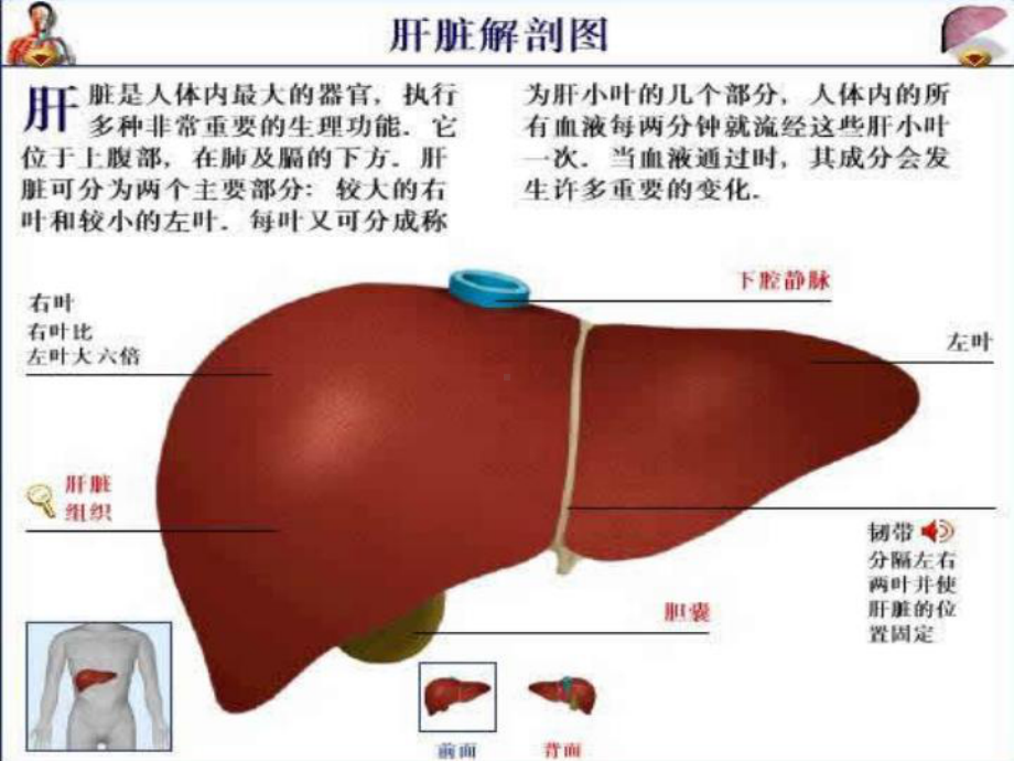 病毒性肝炎的治疗与护理培训课件.pptx_第3页